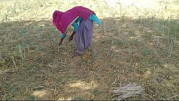 देसी इंडियन बॉयफ्रेंड ने खेत में काम कर रही उसकी गर्म देह को चोदा